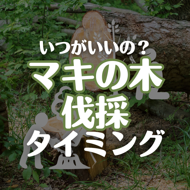 マキの木はいつ切る？？ここで覚えとこう！ - 山田植木